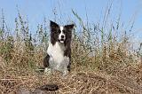 BORDER COLLIE 030
